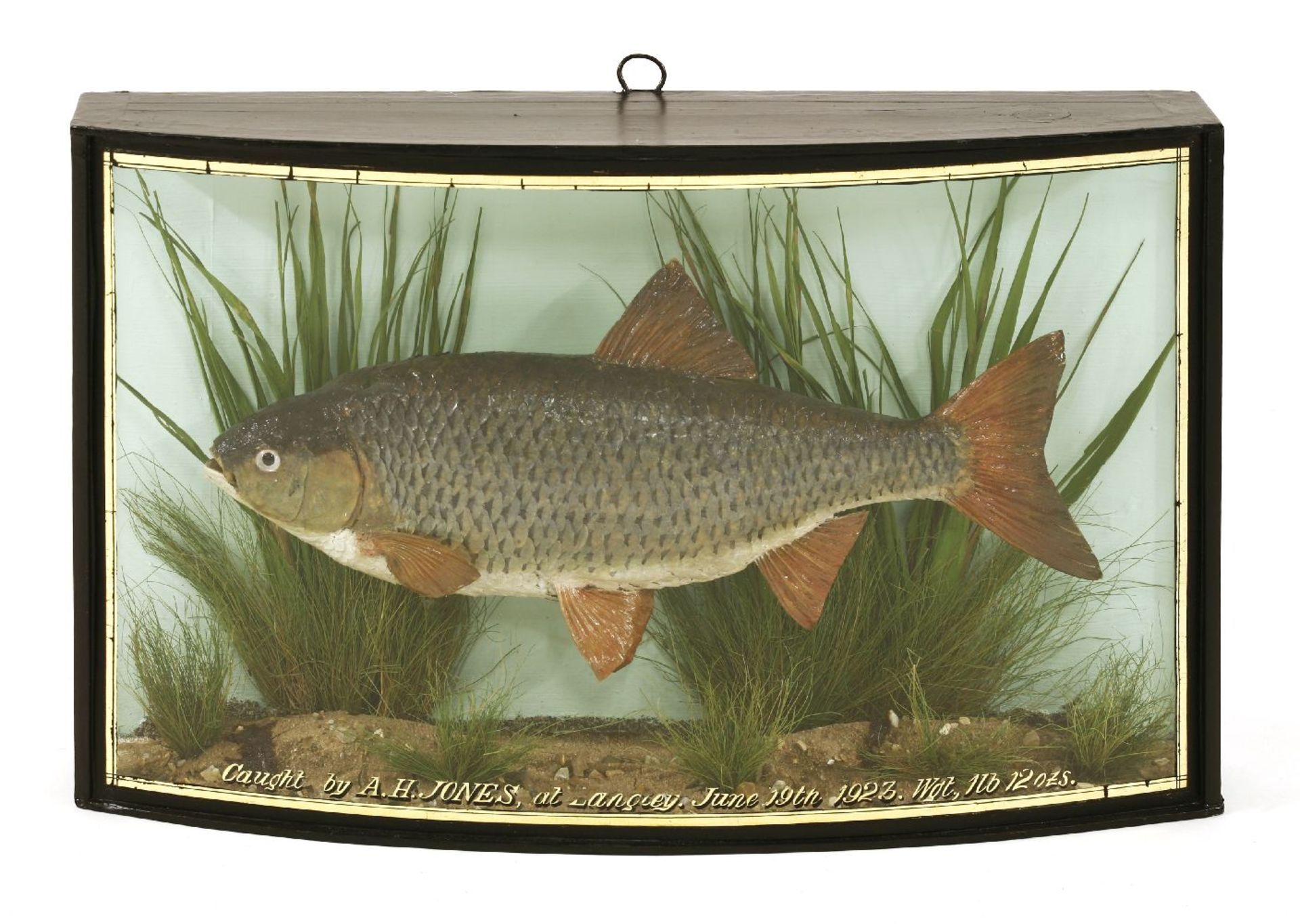 A preserved roach,by J Cooper, London, in a bow front glazed case, inscribed 'Caught by A.H.