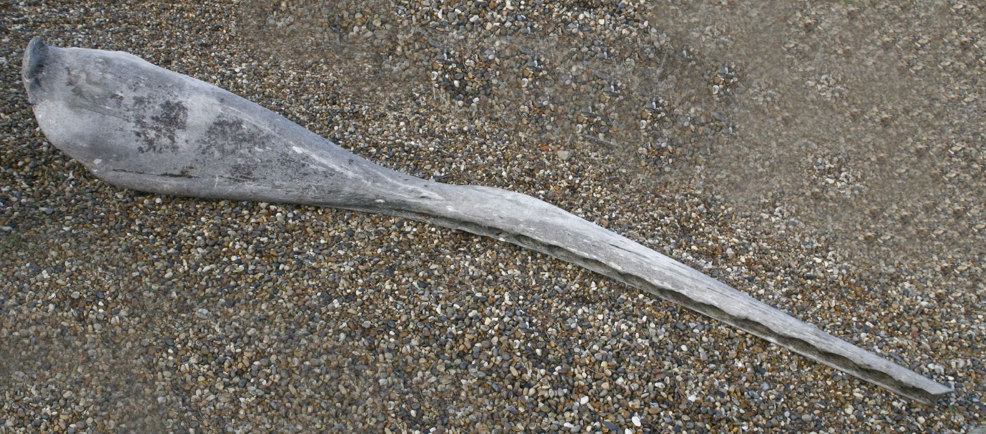 A sperm whale jawbone,early 20th century, found at Sconser, Isle of Skye,346cm longComplete with