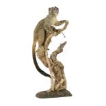 A Douroucouli monkey taxidermy, 60cm high