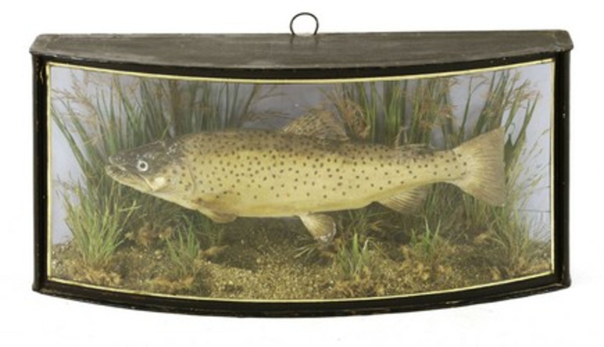Taxidermy: A mounted brown trout