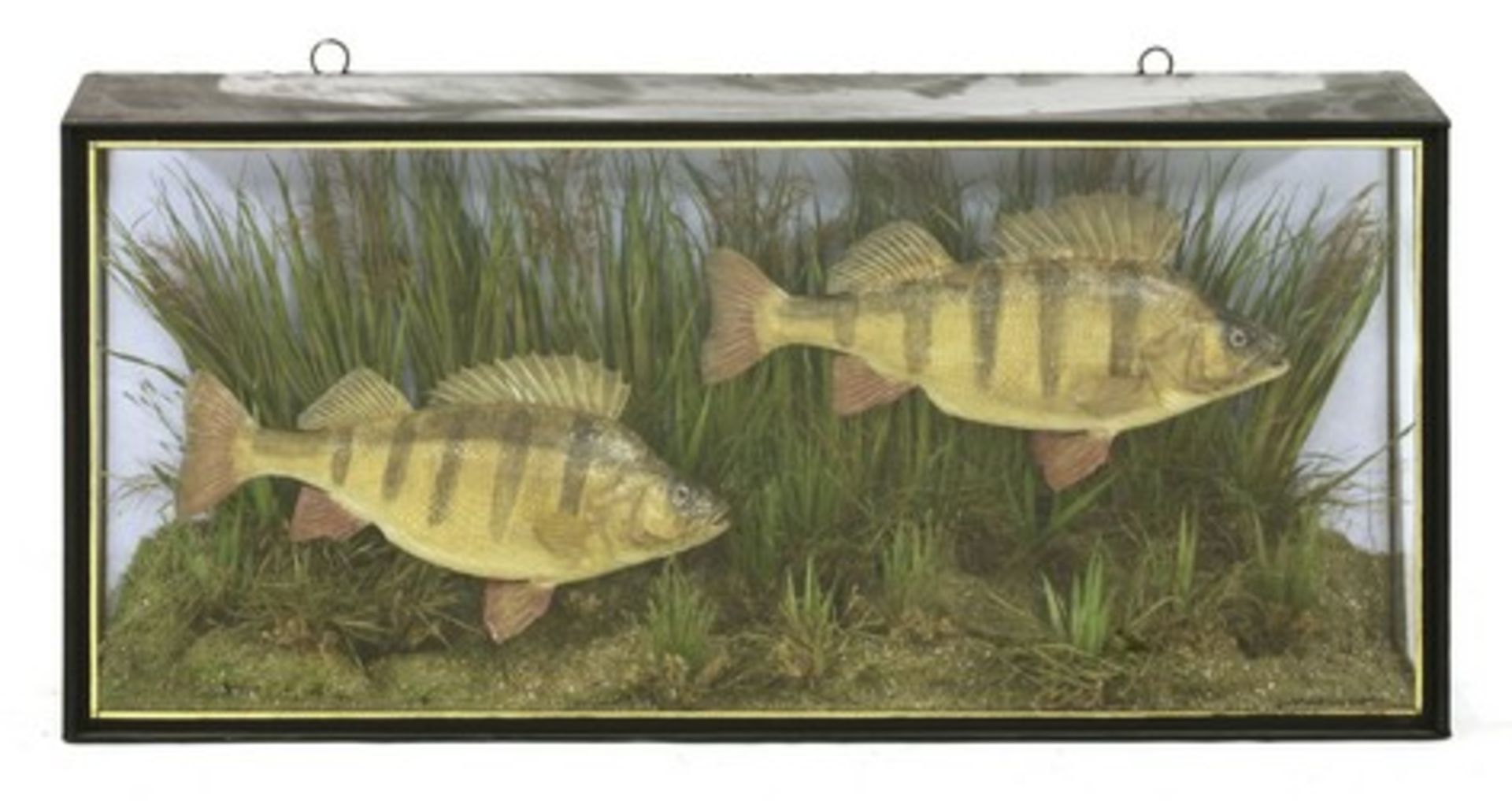 Taxidermy: two large perch