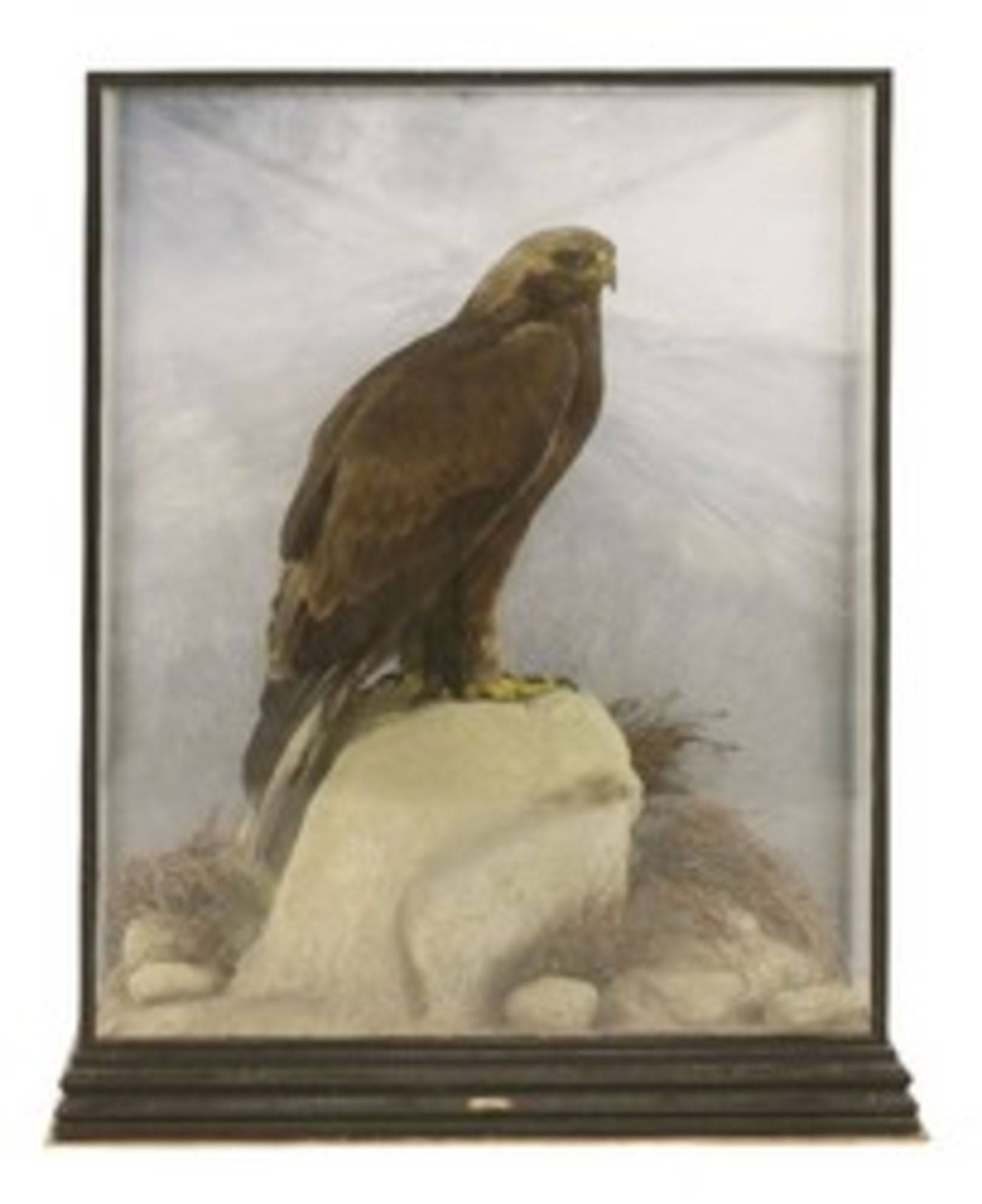 Taxidermy: A golden eagle