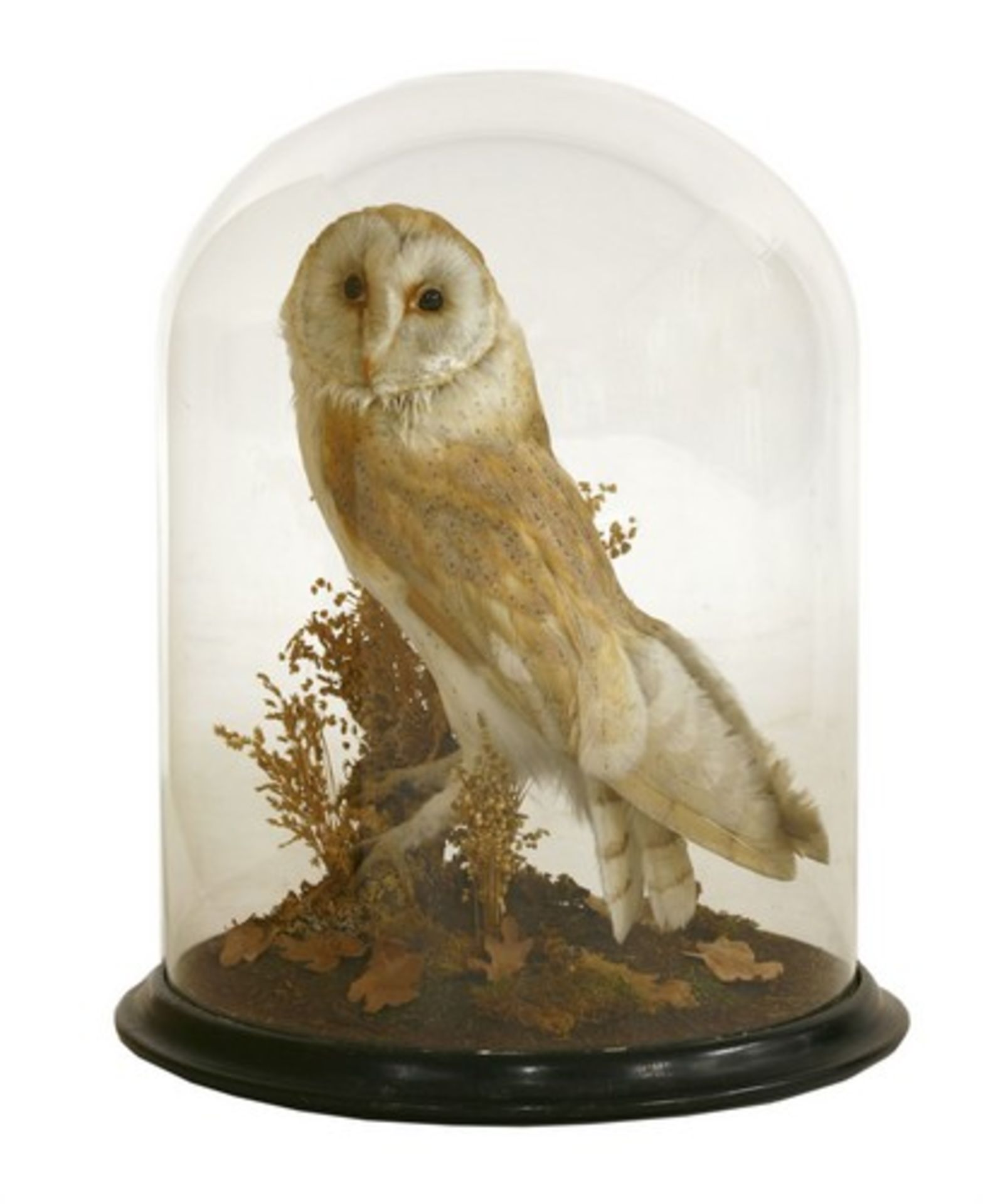 Taxidermy: A Victorian barn owl,
