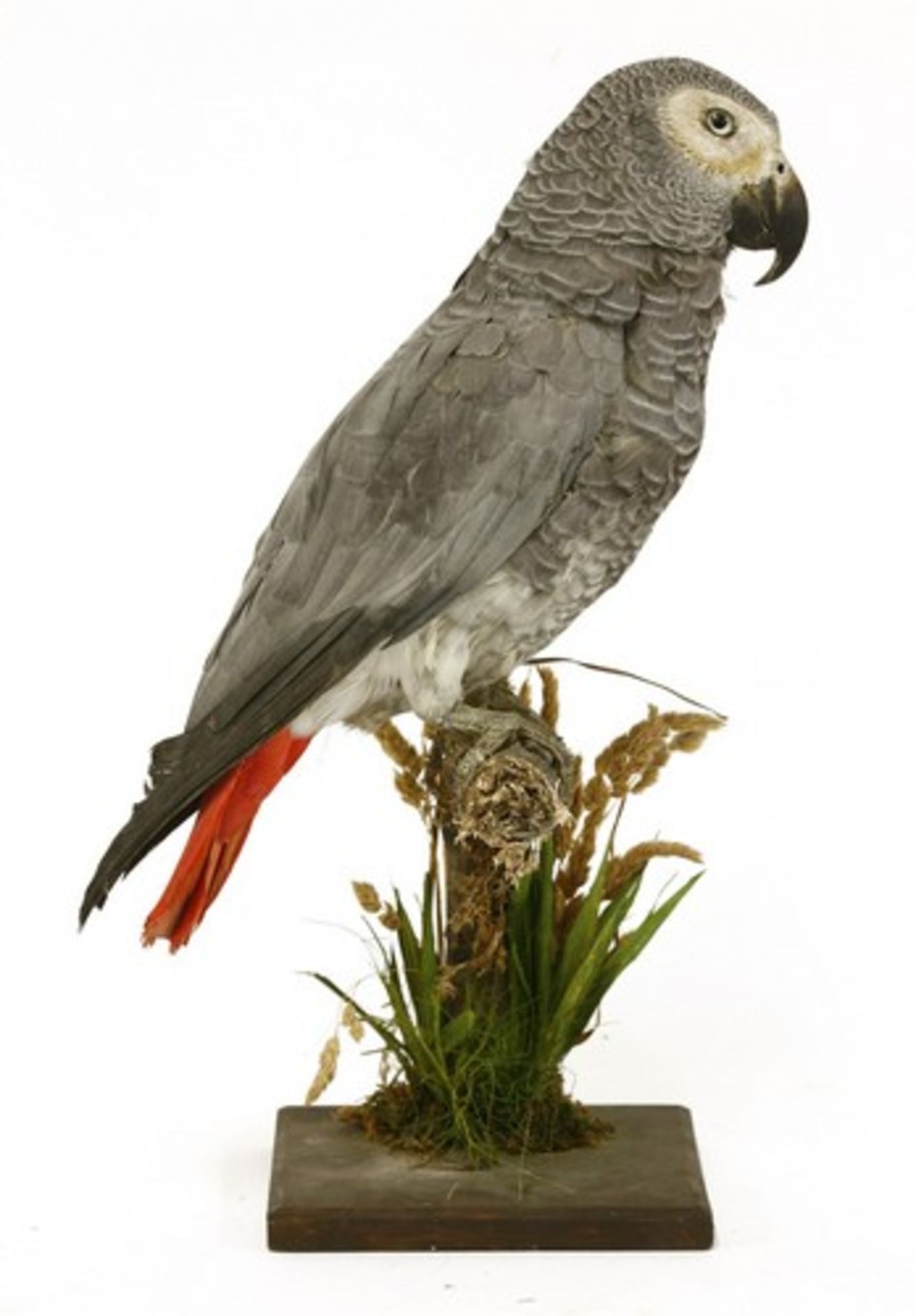 Taxidermy: African Grey Parrot