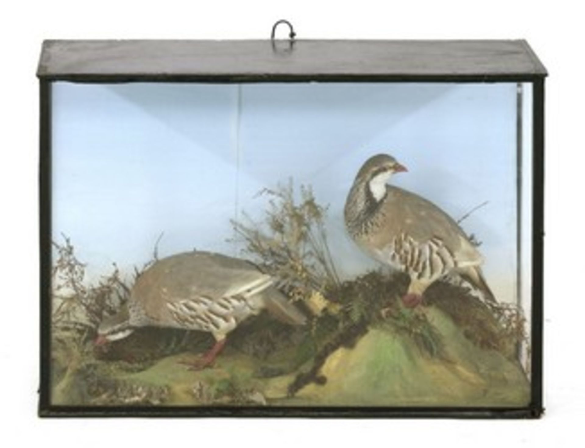 Taxidermy: two red-legged partridges by B Hesse