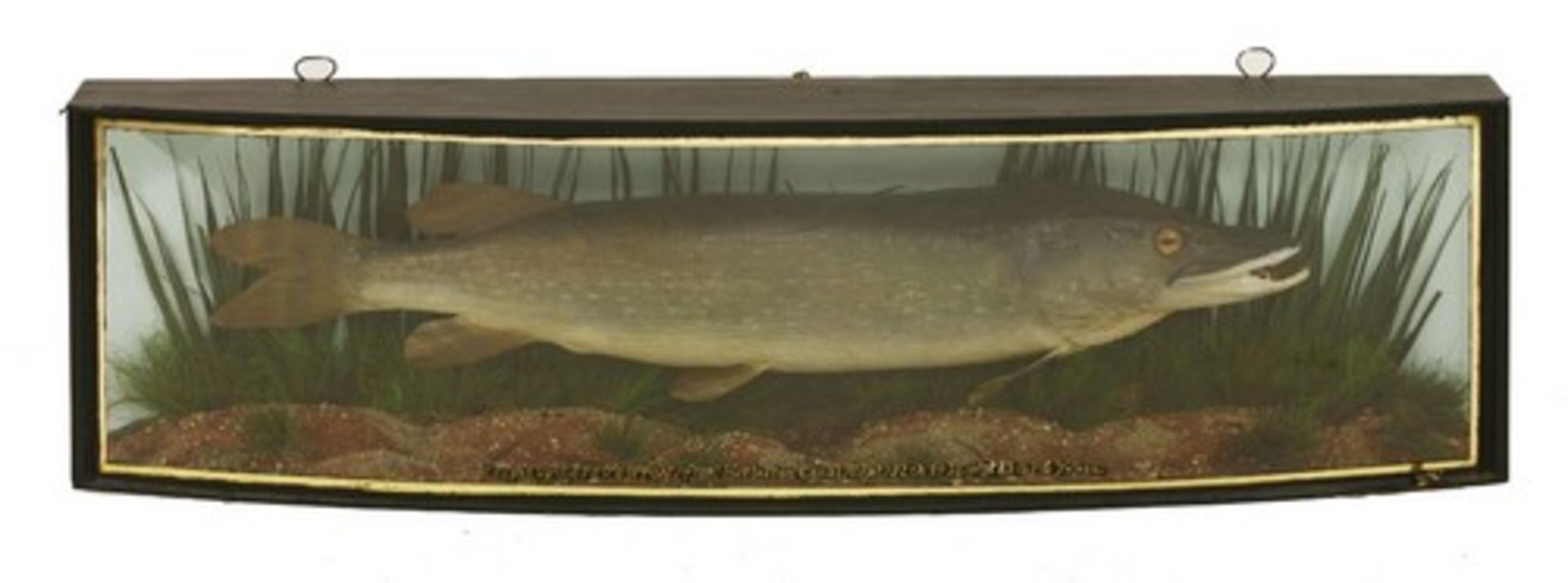 Taxidermy: A mounted pike