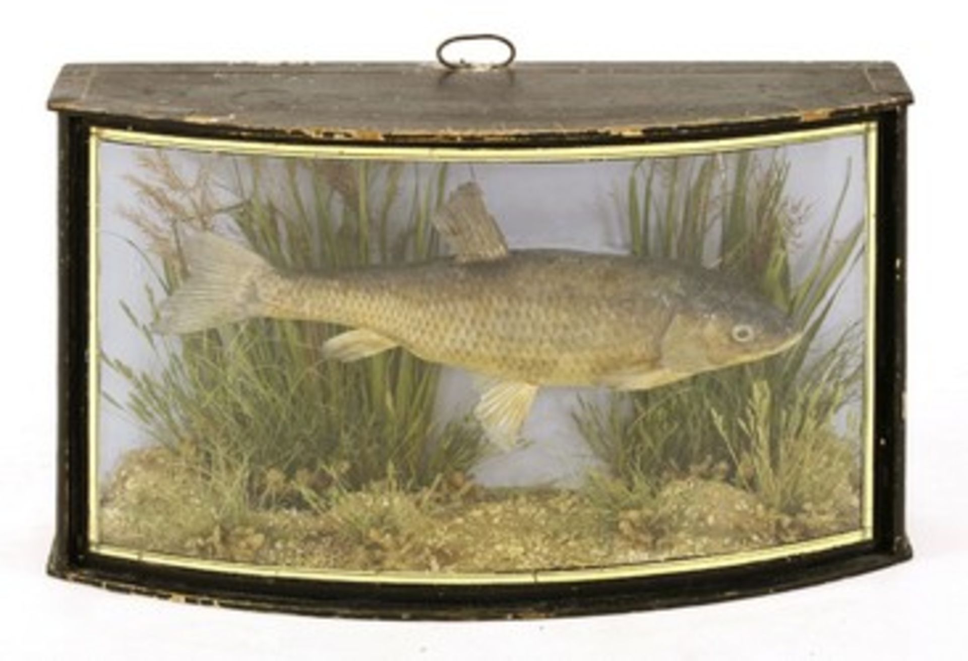 Taxidermy: A mounted dace