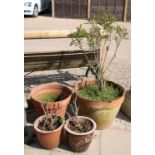 Two earthenware pots with oleanders