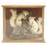 An early 20th century cased taxidermy study of two squirrels on a naturalistic base, 47 cm wide x 21