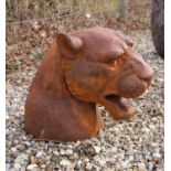 A life size cast iron bust of a roaring puma, 30 wide x 43 deep x 41 high
