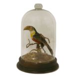 A Victorian stuffed and mounted toucan