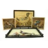 An early 20th century pigeon tray,