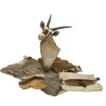 A mounted gemsbok head