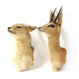 Taxidermy: A mounted head of a springbok and another,