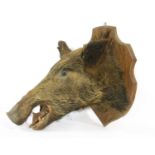 A taxidermy study of a boar's head,