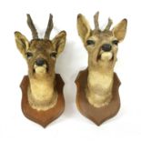 A pair of Deyrolle of Paris taxidermy deer heads,