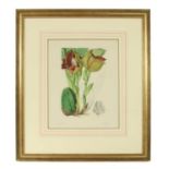 Four 19th Century hand coloured botanical lithographs,