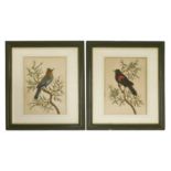A pair of feathered bird pictures,