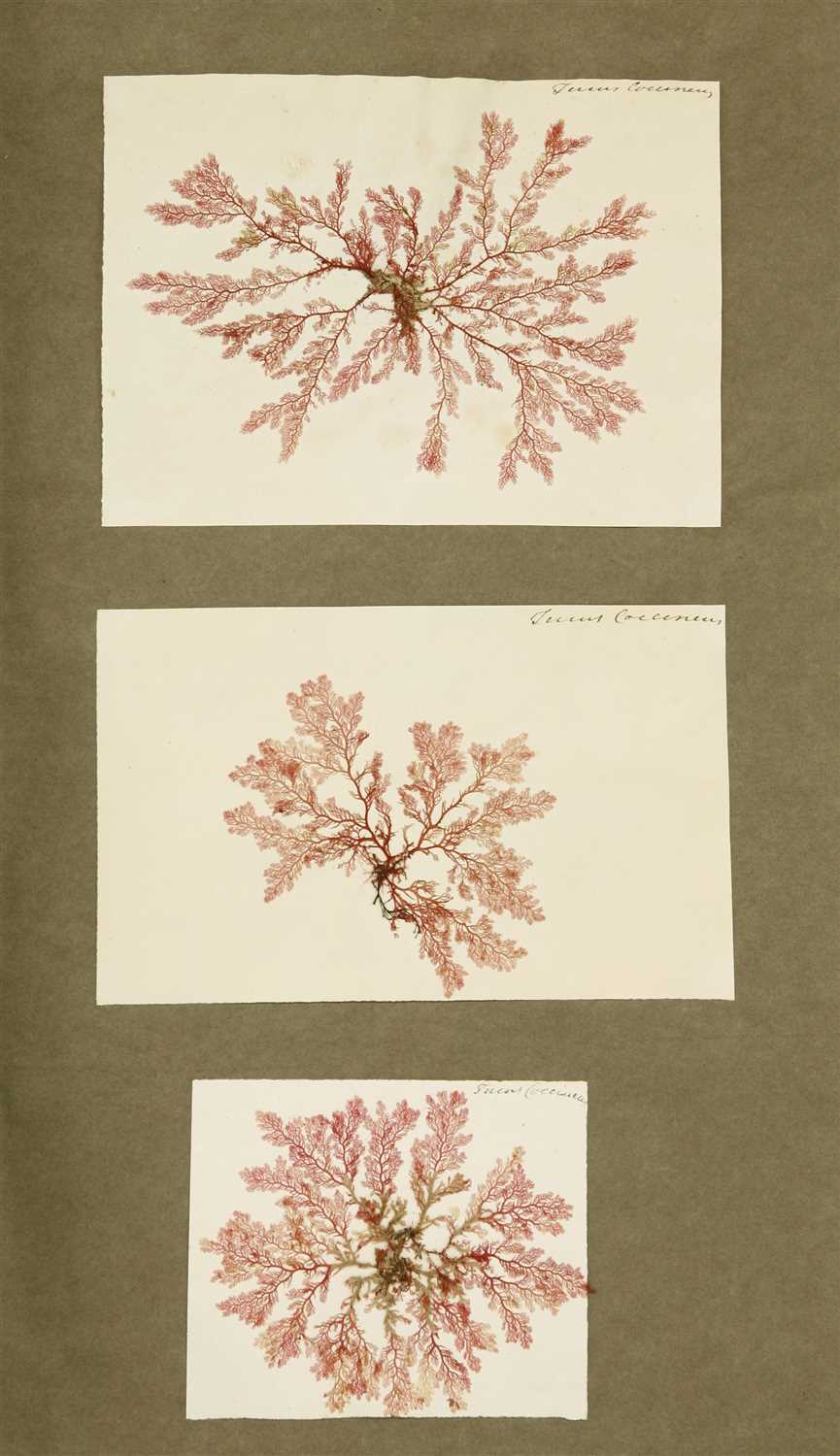 British Algae: An albums of British algae specimens. - Image 2 of 3