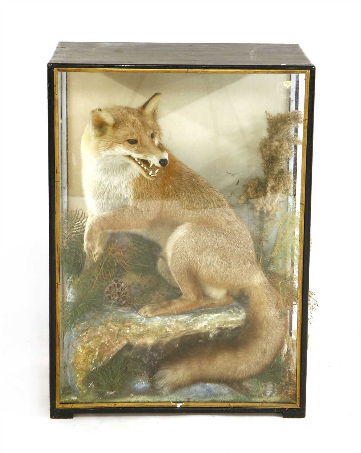 A stuffed and mounted fox,