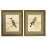 A pair of feathered bird pictures,