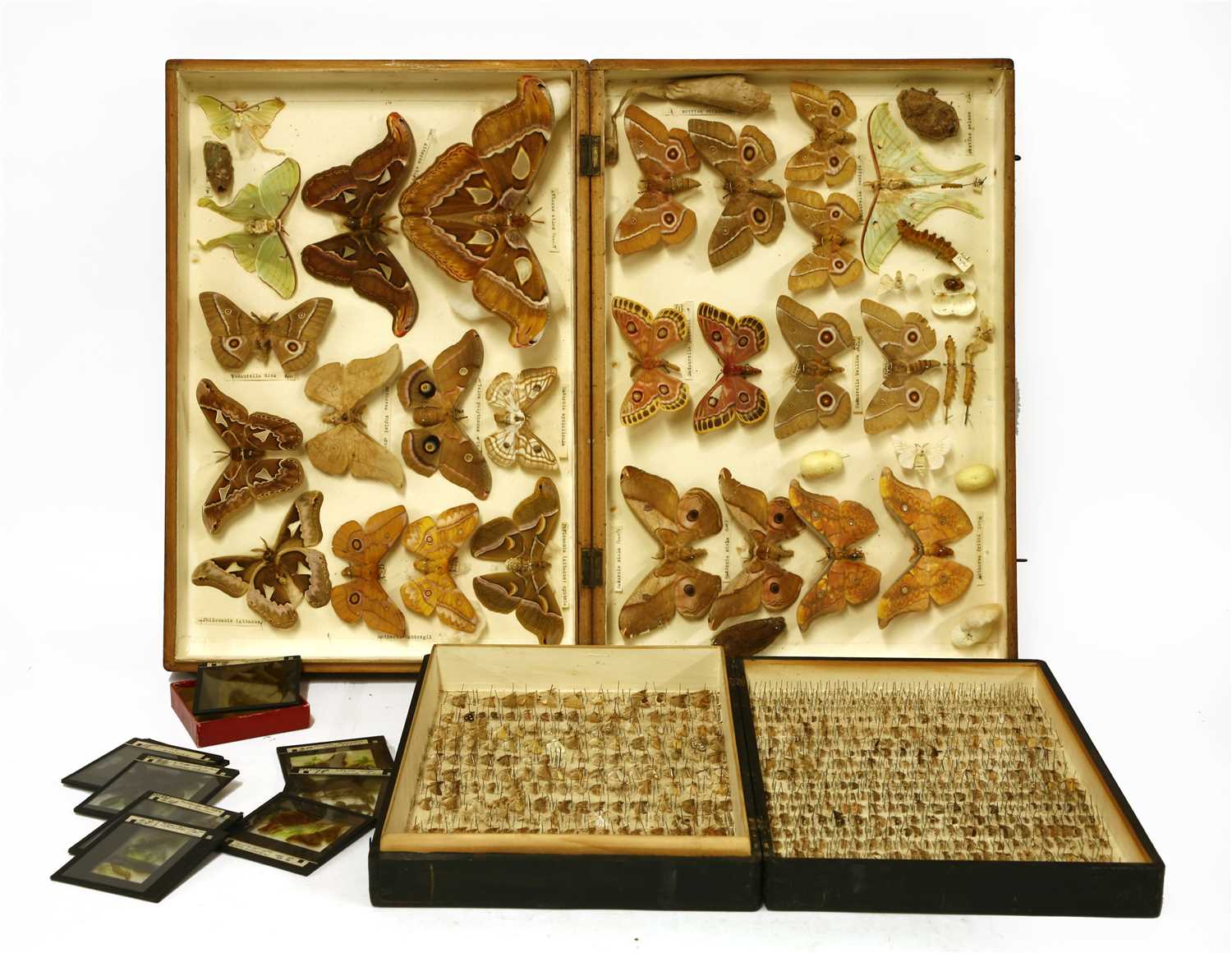 A cased display of Indian silk moths,