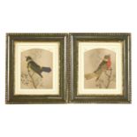Two pairs of feather bird pictures and five further,
