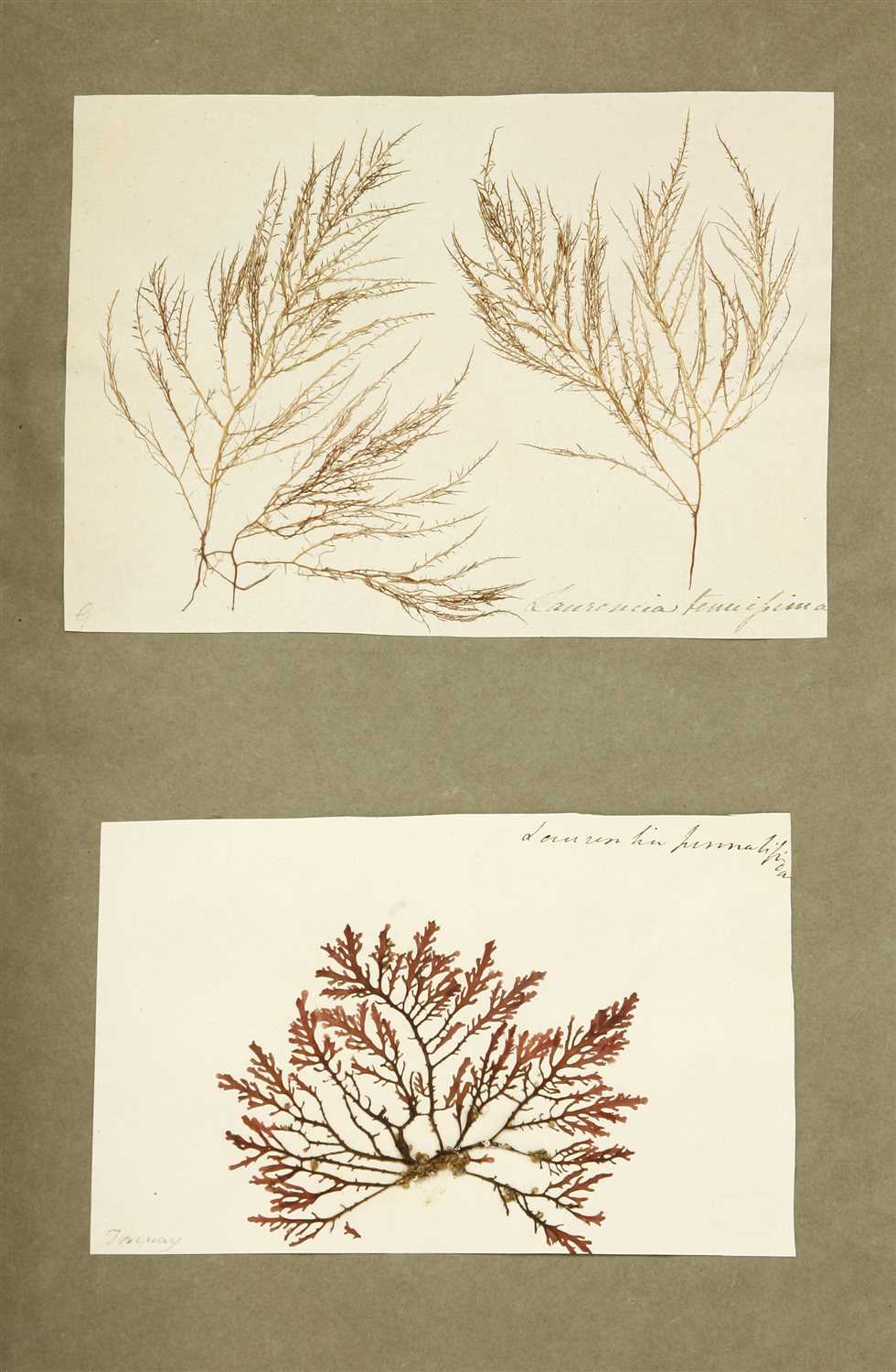 British Algae: An albums of British algae specimens. - Image 3 of 3