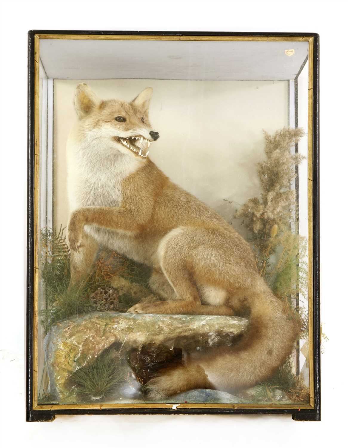 A stuffed and mounted fox, - Image 2 of 2