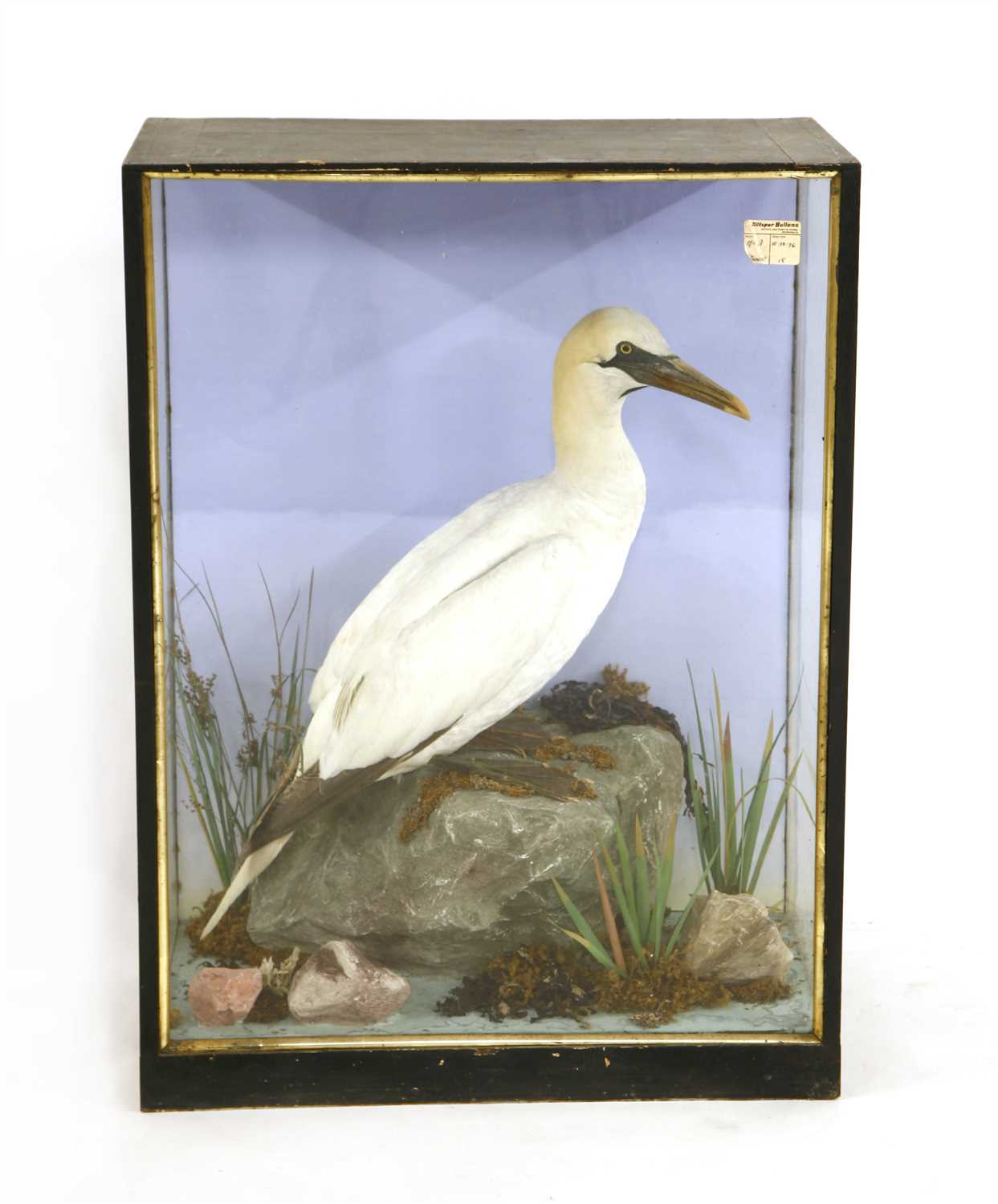 A stuffed and mounted gannet,