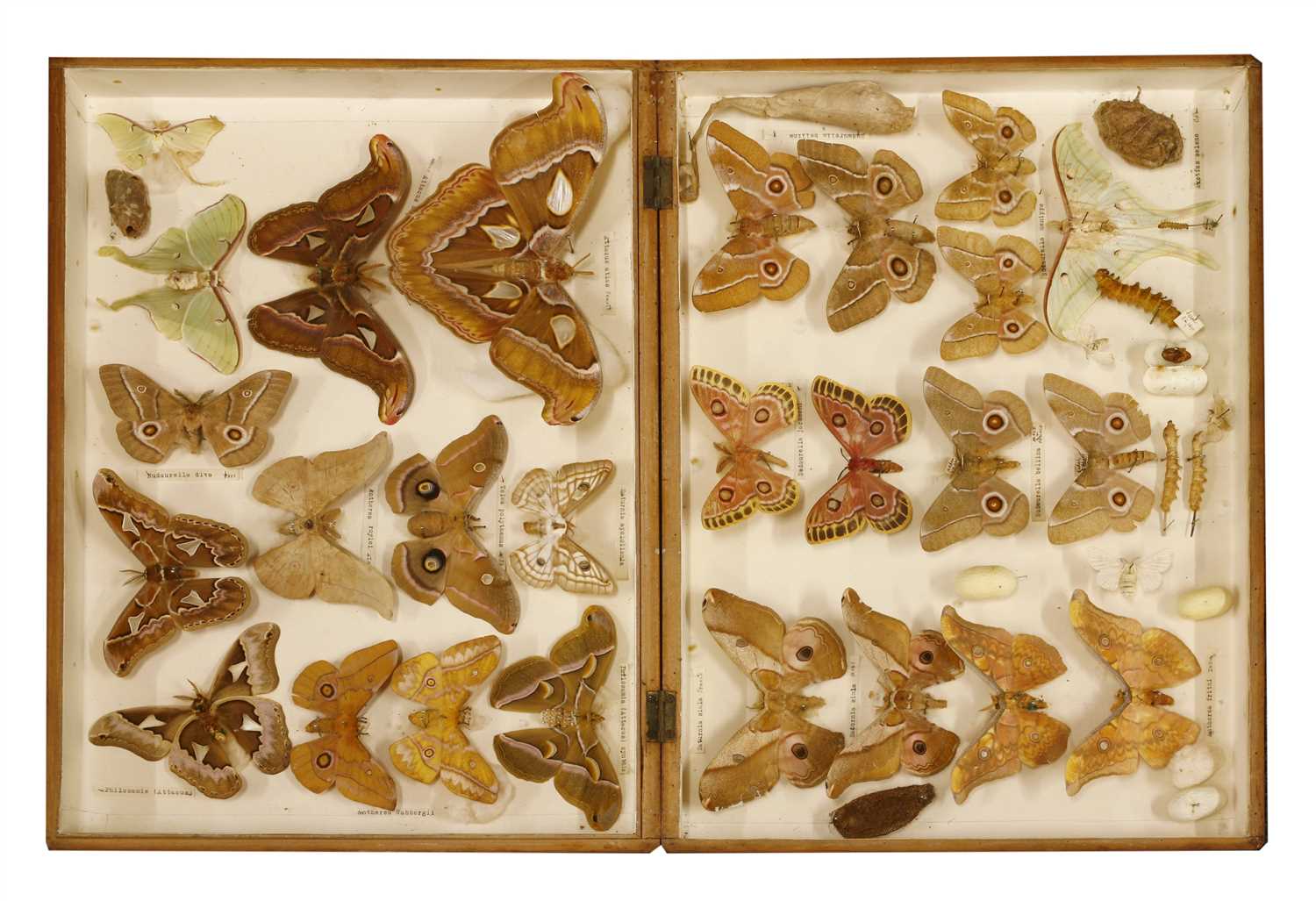 A cased display of Indian silk moths, - Image 2 of 4