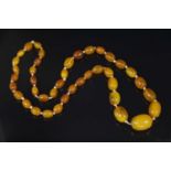 A single row graduated oval butterscotch amber bead necklace,