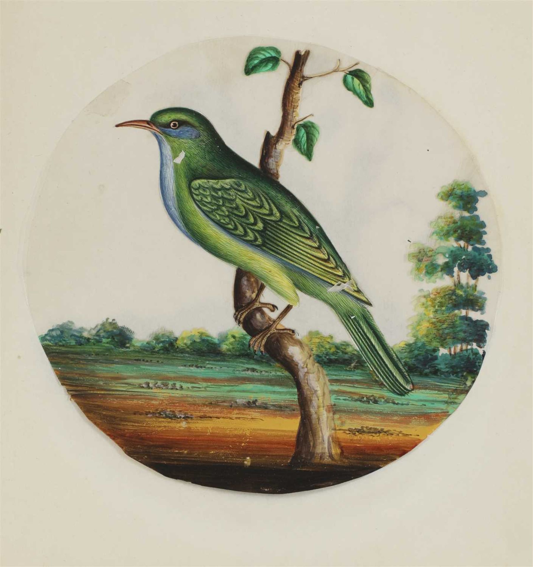 Eight circular paintings on mica of Indian birds, - Image 14 of 17