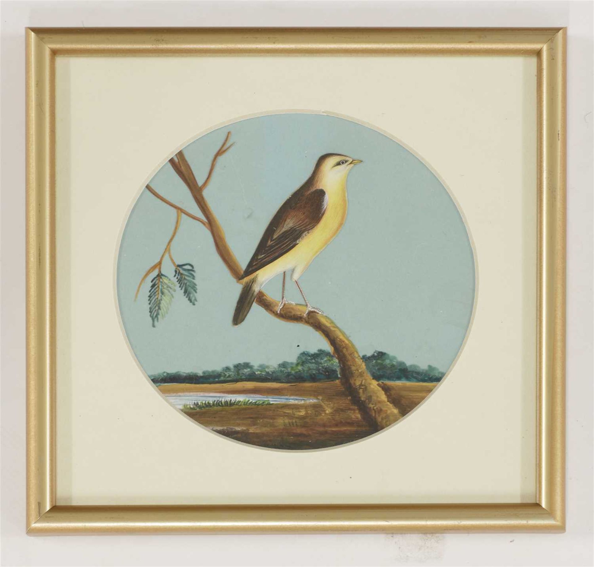 Eight circular paintings on mica of Indian birds, - Image 5 of 17