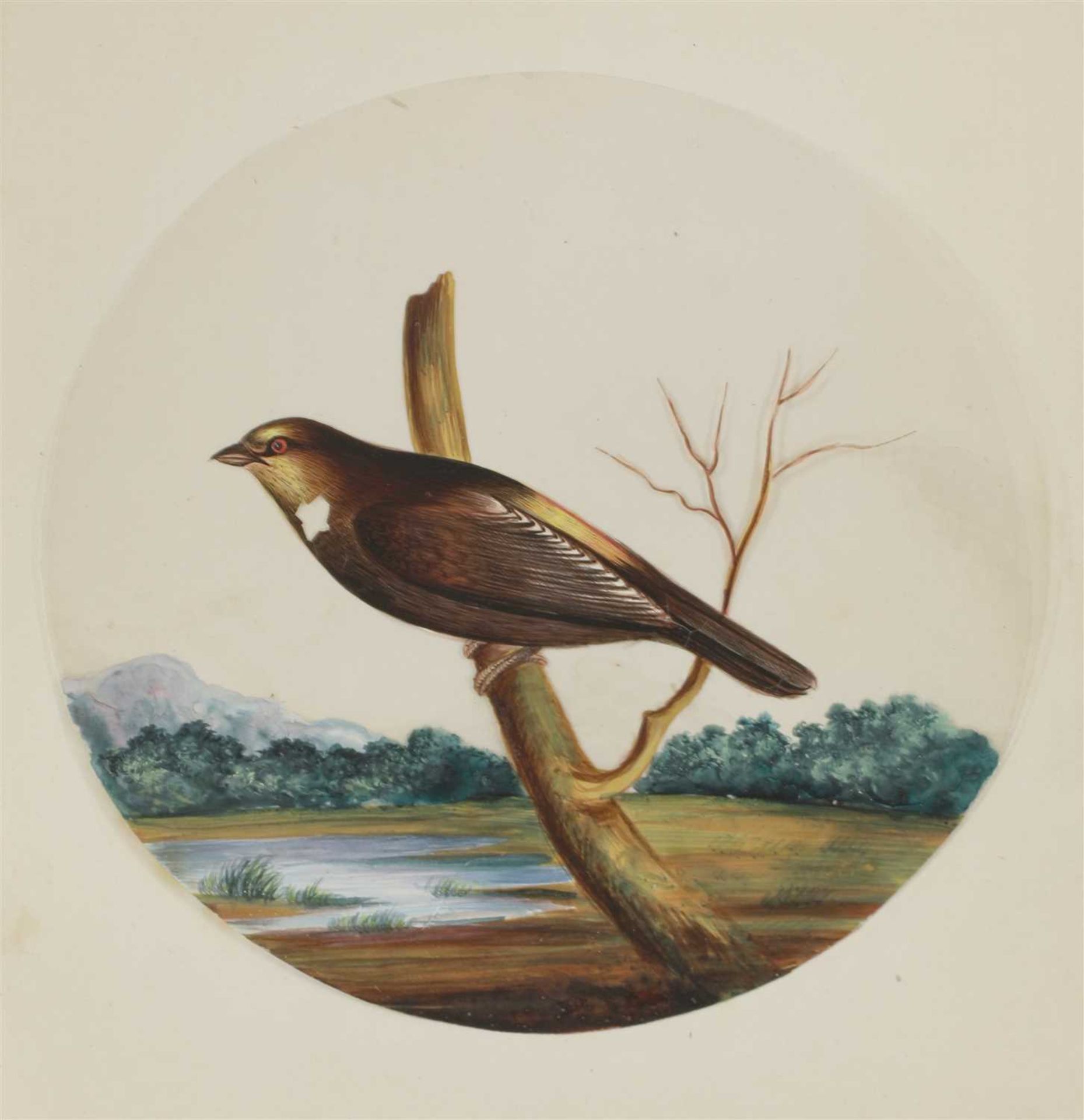 Eight circular paintings on mica of Indian birds, - Image 9 of 17