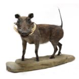 A taxidermy warthog,