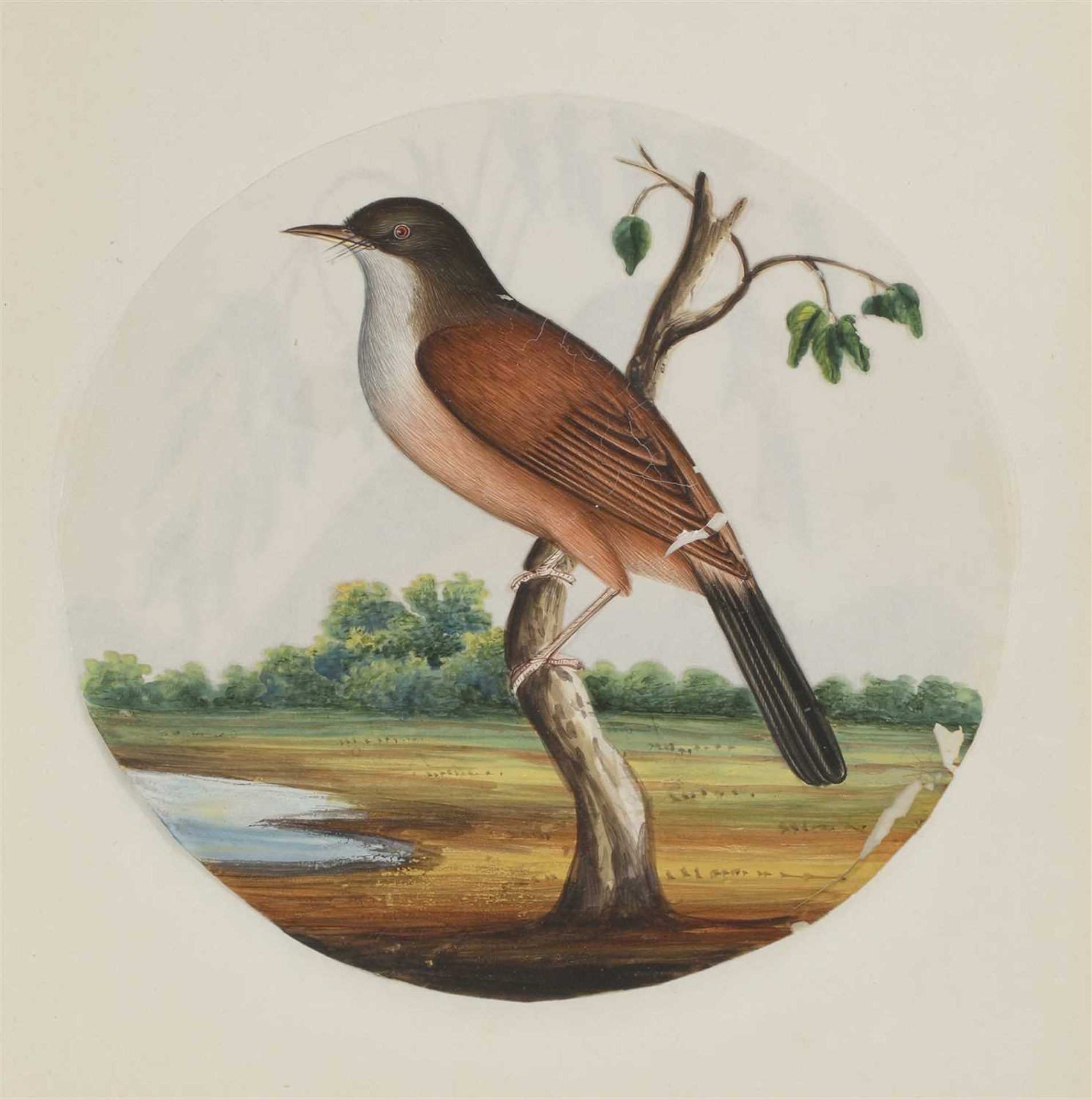 Eight circular paintings on mica of Indian birds, - Image 11 of 17