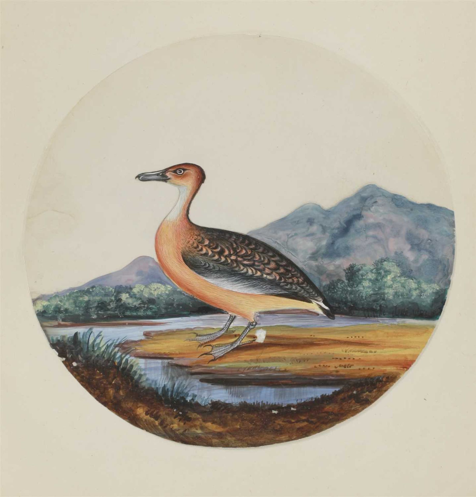 Eight circular paintings on mica of Indian birds, - Image 13 of 17