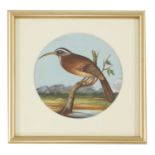 Eight circular paintings on mica of Indian birds,