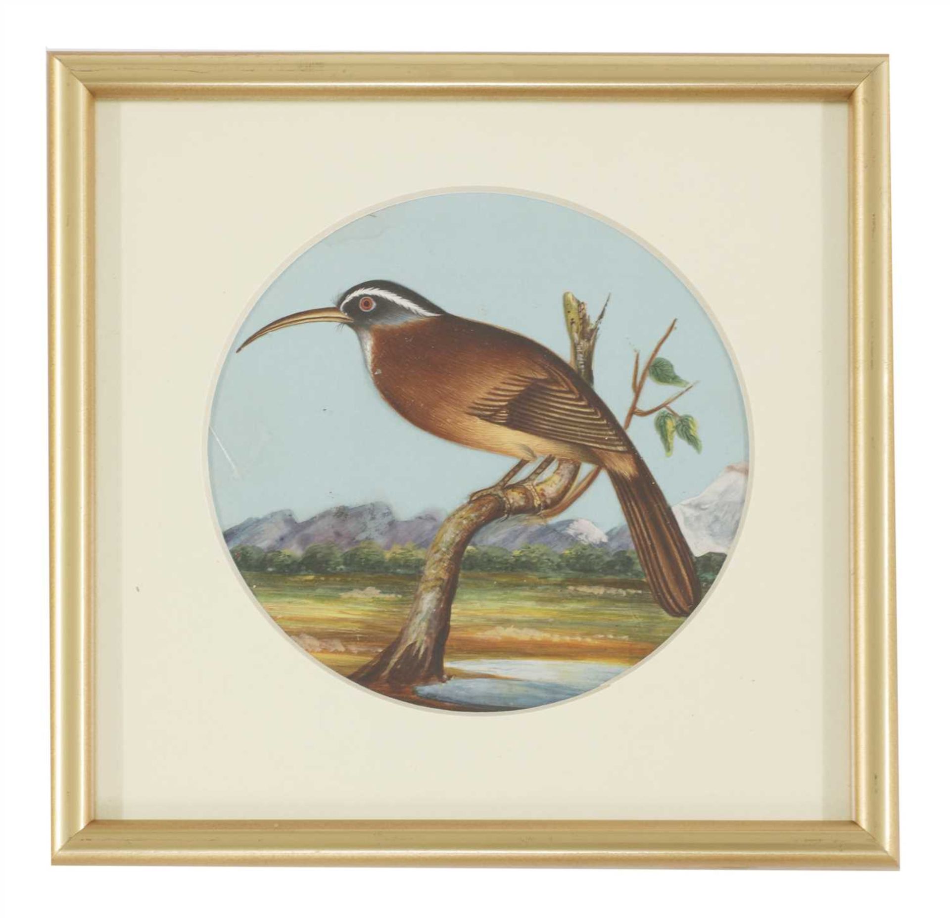 Eight circular paintings on mica of Indian birds,