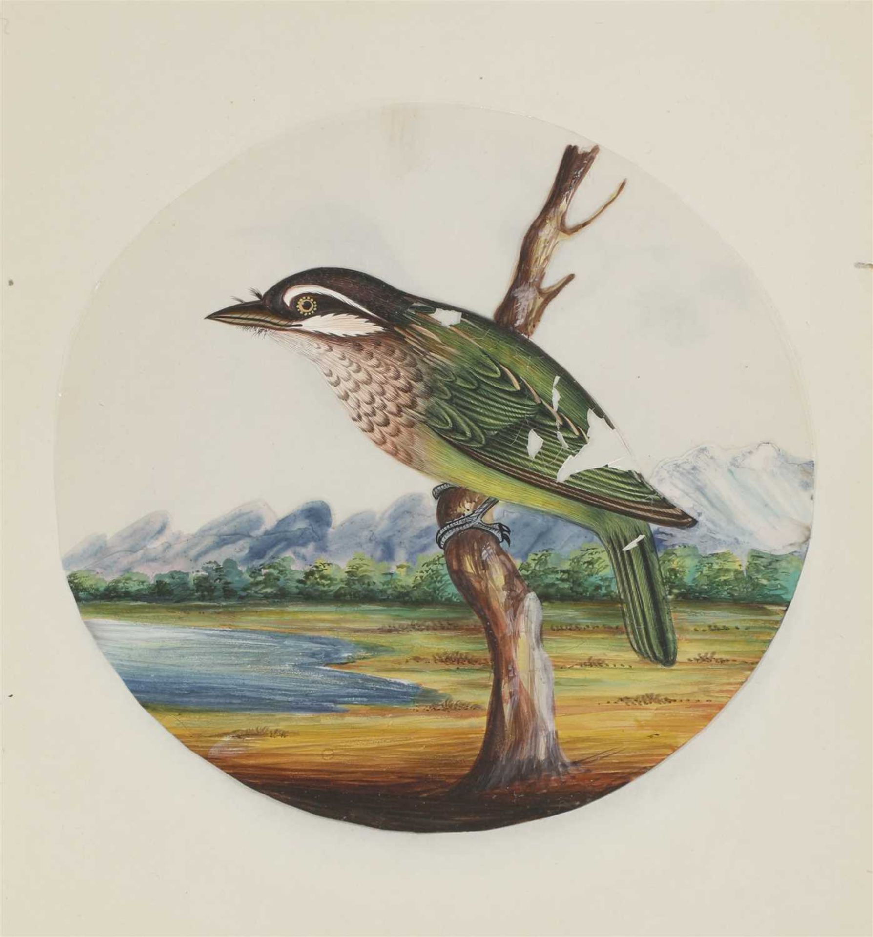 Eight circular paintings on mica of Indian birds, - Image 17 of 17