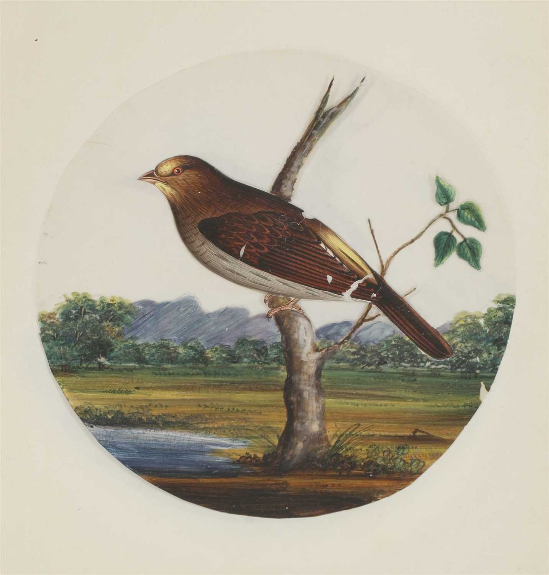 Eight circular paintings on mica of Indian birds, - Image 15 of 17