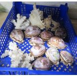 Small quantity of shells, coral etc