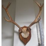 Pair of mounted antlers