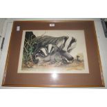 A framed limited edition print of Badgers by RPB Gorringe