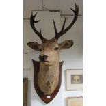 A large mounted Stag's Head with antlers