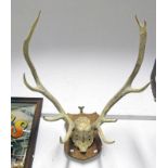 9 POINT DEERS ANTLERS ON SKULL ON SHIELD