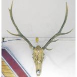 8 POINT DEER ANTLERS ON SKULL