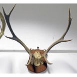 8 POINT DEER ANTLERS ON SKULL ON WOODEN SHIELD