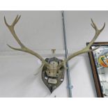 10 POINT DEER ANTLERS AND SKULL ON SHIELD WITH LABEL "M.O.F.F.-G.